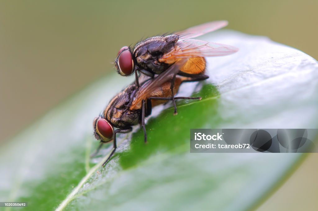 Fly Inbreeding Mating Fly Macro Stock Photo - Download Image Now - Animal, Animal ...
