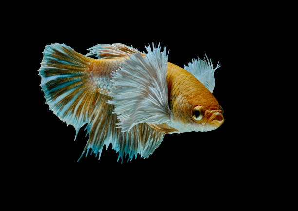 istock Siamese fighting fish fight yellow fish, Betta splendens, Betta fish, Halfmoon Betta. 1020353230