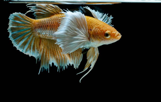 istock Siamese fighting fish fight yellow fish, Betta splendens, Betta fish, Halfmoon Betta. 1020353242