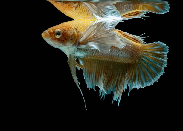 istock Siamese fighting fish fight yellow fish, Betta splendens, Betta fish, Halfmoon Betta. 1020353282
