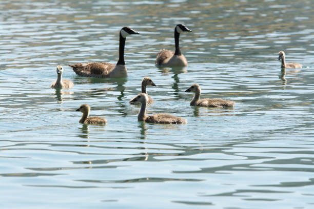 istock Goslings swimming around parents 1020355580