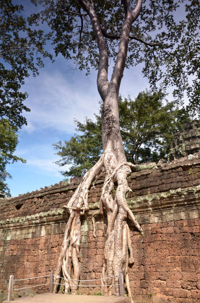 istock Ta Prohm Temple, Angkor, Cambodia 1020359284