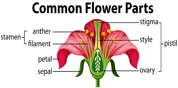 A common flower parts illustration