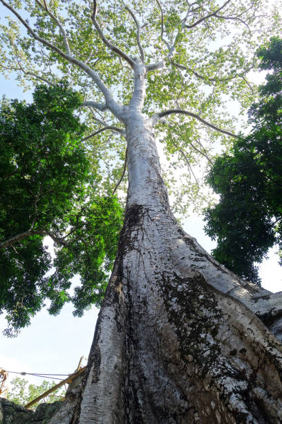 istock Ta prohm place in Siam Reap, Cambodia 1020361610