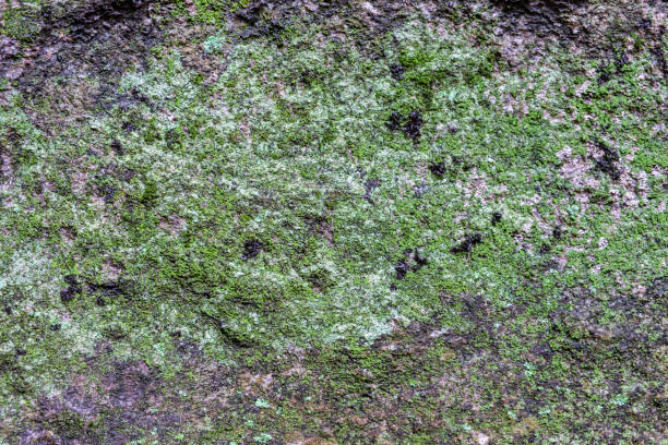 istock Lichen moss growth on stone in forest 1020361866
