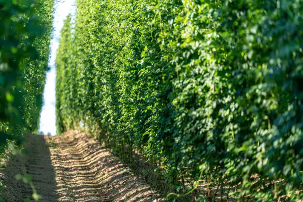 Hop garden just before harvesting. Hops are one of the main ingredients of beer. Here is a picture from the Hallertau.