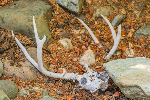 istock Skull of elk with horns 1020362290