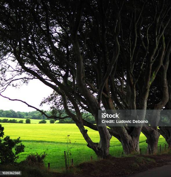 Tree Begrao Three Old Beech Trees With Long Branches Stock Photo - Download Image ...