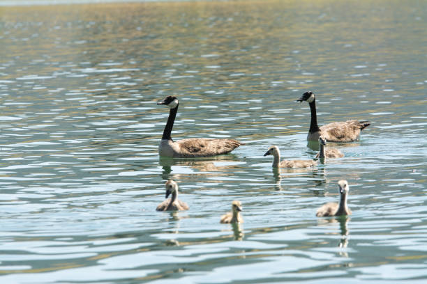 istock Geese and goslings swimming together 1020362366