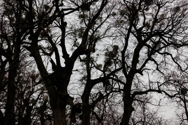 Bare trees in forest at bad cloudy weather