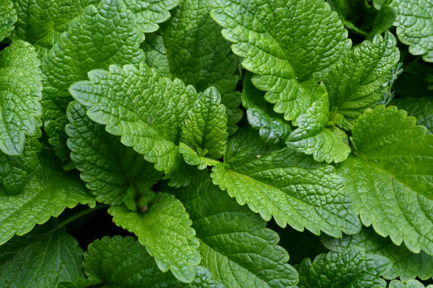 istock In the Garden 1020365454