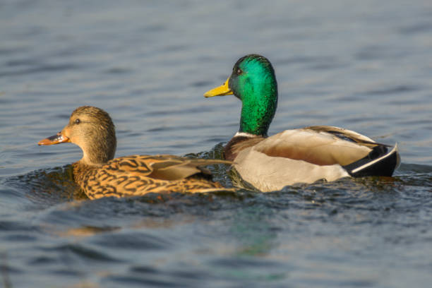 istock Beautiful pair of duck and drake 1020380536