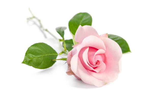 istock single pink rose isolated on white background 1020380684