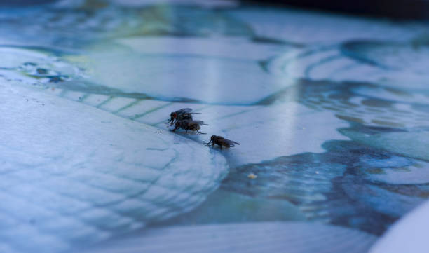Housefly is eating something, Macro Photo