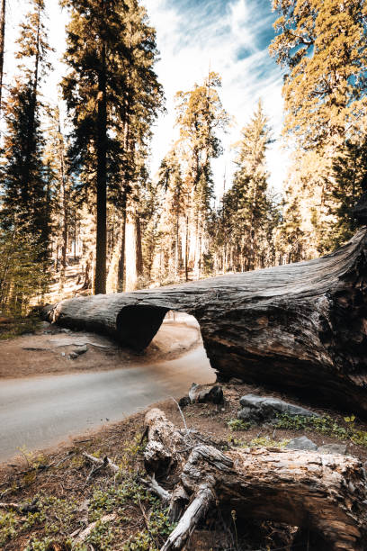istock on the road at sequoia national park 1020385958