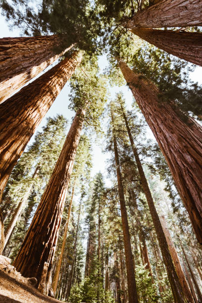 vista ad angolo basso della sequoia gigante - vertical forest national forest woods foto e immagini stock