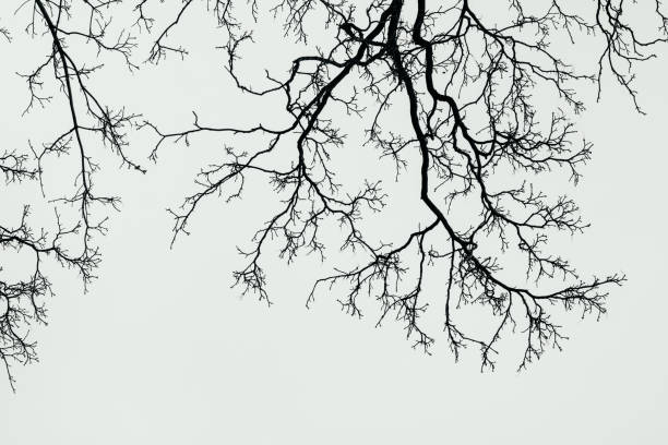 istock Silhouettes of branches of a tree silhouette against sky. 1020390410