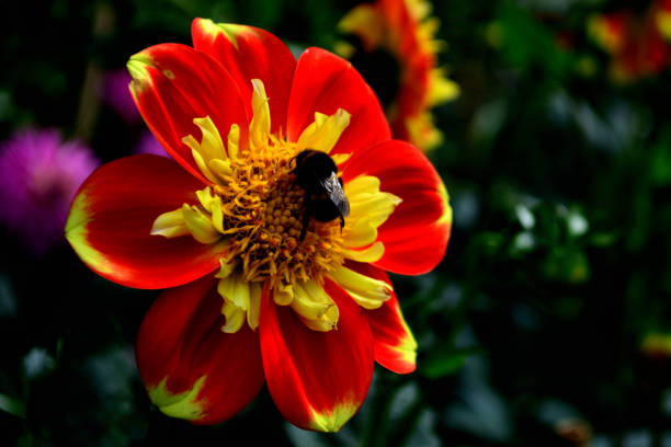 A close up of a bee pollinating a brightly coloured red and yellow flower with a blurred background