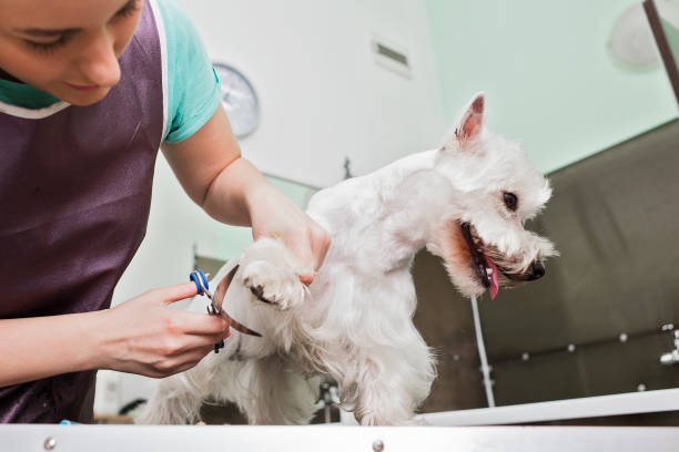 istock West highland white terrier with dog groomer 1020395892