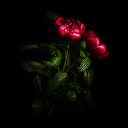 Peony flower isolated on black background