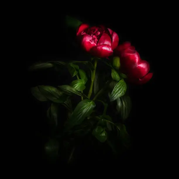 Photo of Peony flower isolated on black background