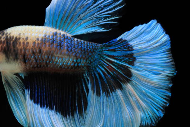 istock Siamese fighting fish fight blue fish, Betta splendens, Betta fish, Halfmoon Betta. 1020398488