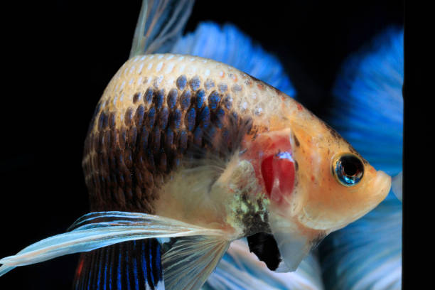 istock Siamese fighting fish fight blue fish, Betta splendens, Betta fish, Halfmoon Betta. 1020398498