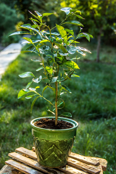 istock Young orange tree in the garden. Horticulture and hobbies. 1020403502