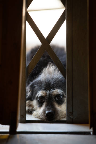 istock Dogs outside the house. 1020408174