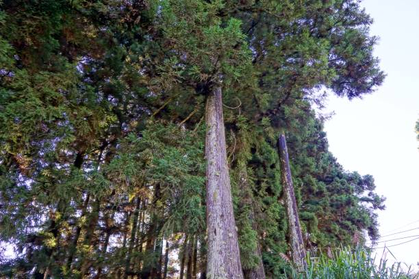 istock Forest in Alishan mountain, Taiwan 1020408434