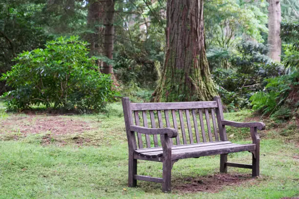Empty single wooden seat in forest woodlands  uk