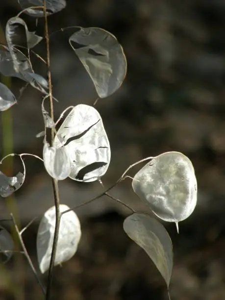 Silvery plant.