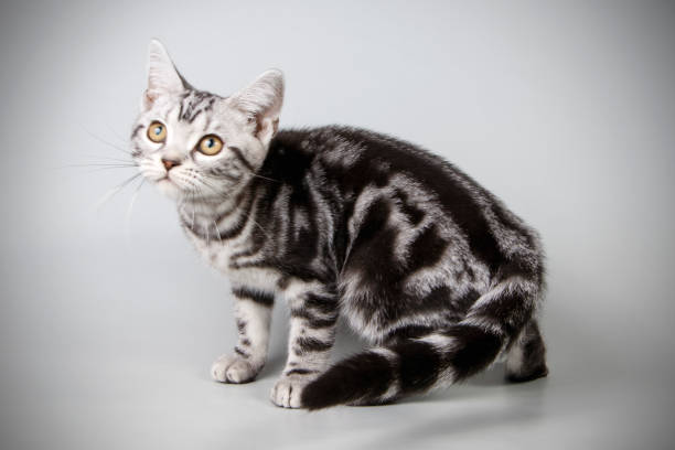 istock American shorthair cat on colored backgrounds 1020418486