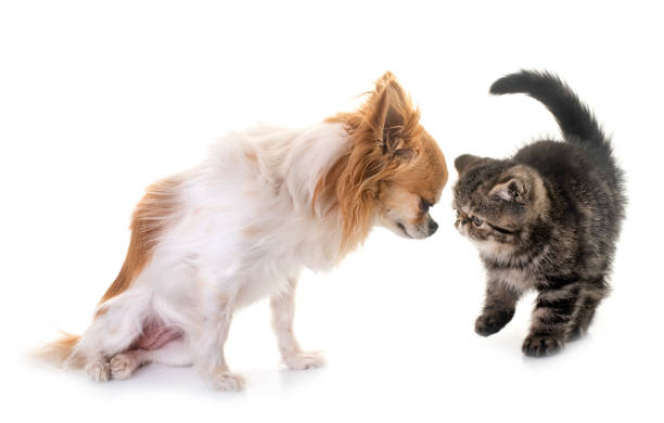 istock kitten exotic shorthair and chihuahua 1020418552