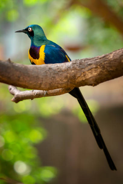 istock Golden breasted Starling, Cosmopsarus regius, Glossy Starling sitting on the tree branch. Beautiful shiny bird in the green forest. 1020418582