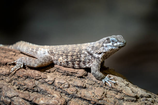 istock Blue spiny lizards resting on the branch, Sceloporus cyanogenys 1020418606