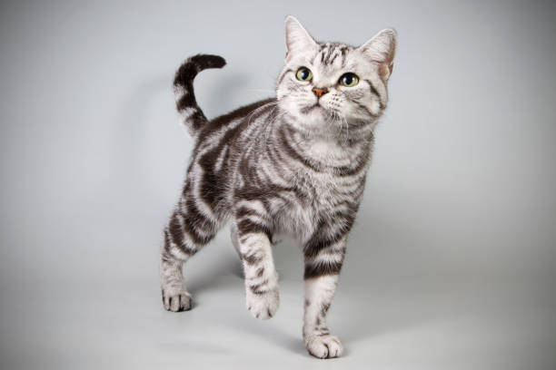 istock American shorthair cat on colored backgrounds 1020418862