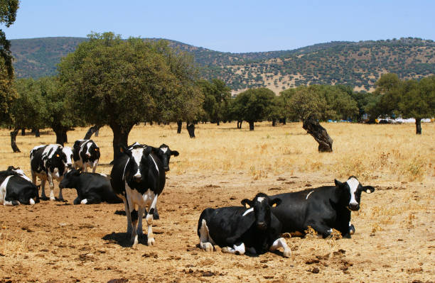 istock Cows of white and black colors grazing between holm oaks 1020419084