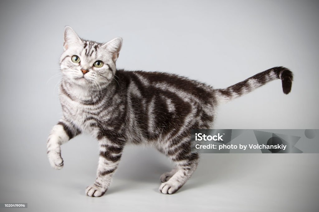 American shorthair cat on colored backgrounds studio photography of an American shorthair cat on colored backgrounds Animal Stock Photo