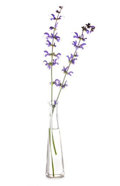 istock salvia in test tube 1020419114
