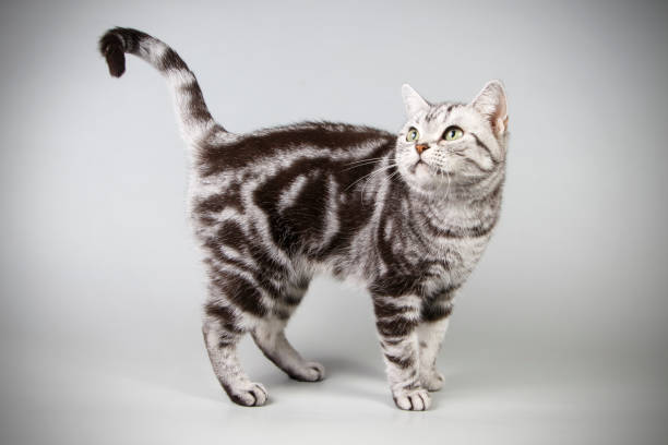 istock American shorthair cat on colored backgrounds 1020419116