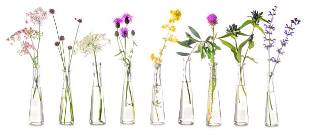 plants in test tube