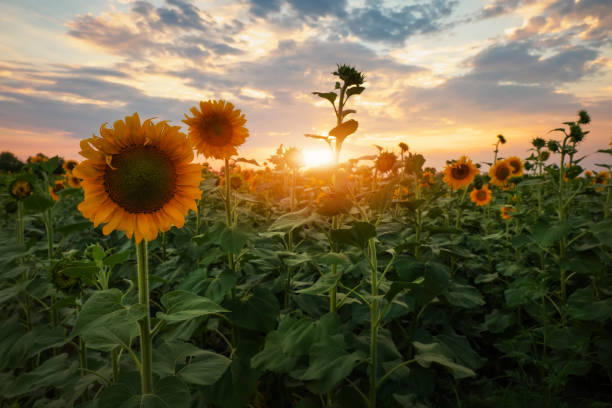 istock Summer landscape: beauty sunset over sunflowers field 1020422316