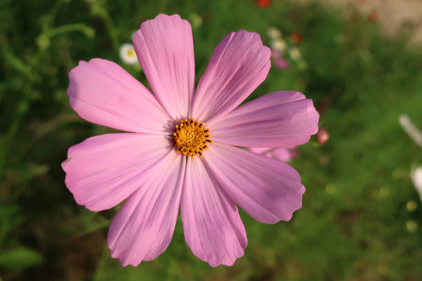 istock Pink flowers cosmos 1020422528