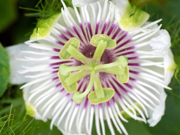 istock Macro Photo of Beautiful Passion Flower, Selective Focus 1020422806