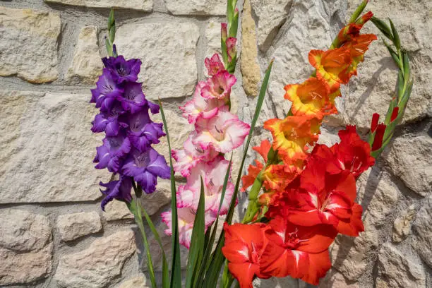 Photo of Head of  gladiolus flower against the background of a limestone wall