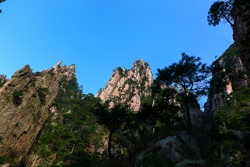 Lush and Green Pine trees on high mountains in Huangshan,China