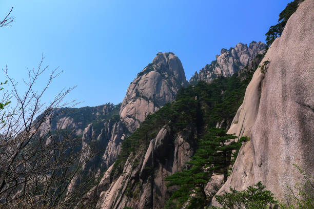istock Pine Trees in a High Mountain in Huangshan,China 1020439818