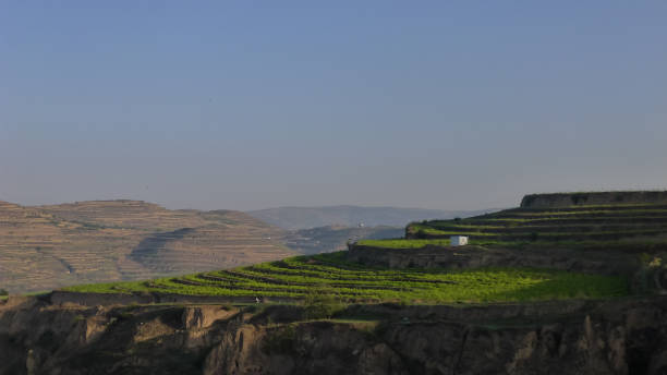 istock Crops in the terraces 1020441876