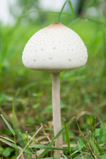 Closeup view of white mushroom grow in field